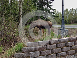 Moose Eating Grass
