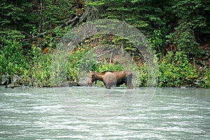Moose on the river Alaska