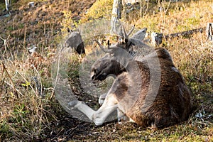 Moose or elk, Alces alces, bull lying down resting