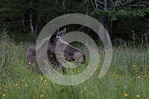 Moose or elk, Alces alces, cow lying down resting