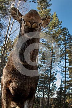 Moose or elk, Alces alces, female cow standing with head lifted, unusual view, funny face, vertical image