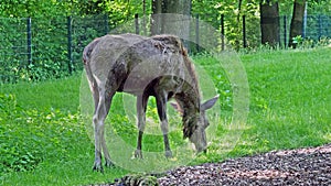 The moose or elk, Alces alces is the largest extant species in the deer family.