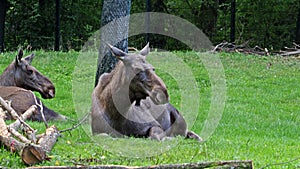 The moose or elk, Alces alces is the largest extant species in the deer family.