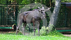 The moose or elk, Alces alces is the largest extant species in the deer family.