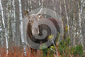 The moose elk, Alces alces, is the largest extant species in the deer family, Biebrzanski National Park, Poland.
