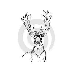 Moose, elk with antlers, mammal, wild animal, wildlife, vector, illustration in black and white color, isolated on white