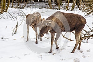 Moose or Elk with calf