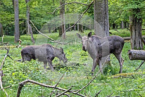 Moose elk cow and calve freely in the forrest photo