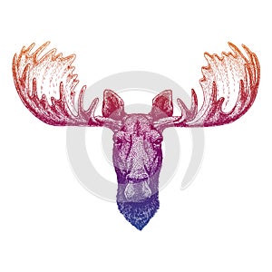 Moose, elk. Hand drawn animal portrait for tattoo, tee, emblem, badge, logo, patch