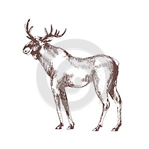 Moose or elk hand drawn with contour lines on white background. Monochrome sketch drawing of wild forest herbivorous photo
