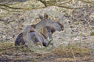 Moose or Elk resting under tree