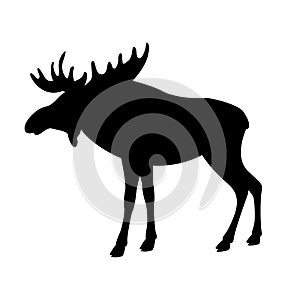 Moose elk vector illustration black silhouette