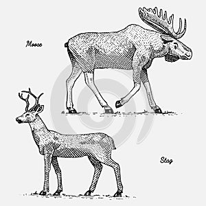 Moose or eurasian elk and stag or deer, hand drawn, engraved wild animals in vintage or retro style, zoology set