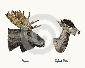 Moose or eurasian elk, tufted deer vector hand drawn illustration, engraved wild animals with antlers or horns vintage