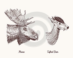 Moose or eurasian elk, tufted deer vector hand drawn illustration, engraved wild animals with antlers or horns vintage