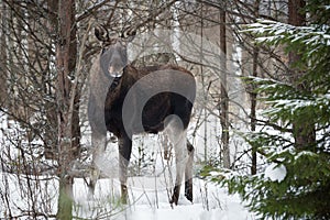 Moose Eurasian Elk In Winter Forest, Close-Up. Wildlife Scene From Belarus. Moose, Standing On The Snow Among Pine Forest And L