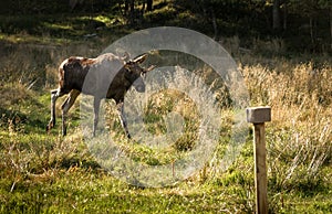 Moose or European elk Alces alces bull walking towards natrium salt lick