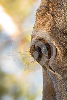 Moose or European elk Alces alces female eye close up