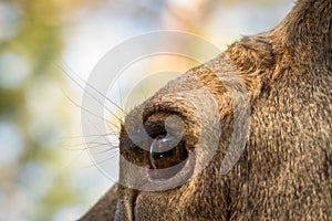 Moose or European elk Alces alces female eye close up