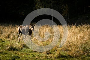 Moose or European elk Alces alces female walking through grass