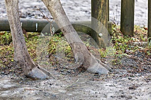 Moose or European elk Alces alces hooves