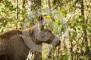 Moose or European elk Alces alces young calf in forest