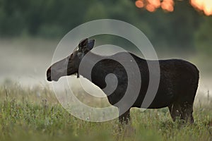 Moose in the evening mist