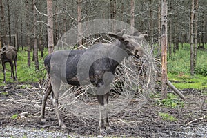 From a moose farm on ed in sweden, male