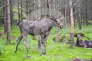 From a moose farm on ed in sweden, male and female