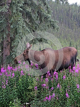 Moose Feeding on Fireweed