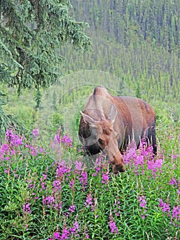 Moose Feeding on Fireweed