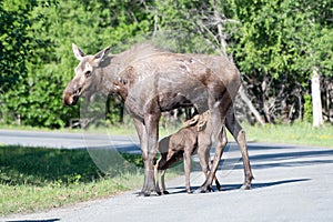 Moose Mom With Calves photo