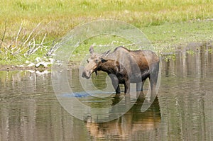 Moose feeding in a pond