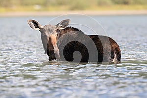 Moose Feeding in Pond in Glacier National Park in Montana USA