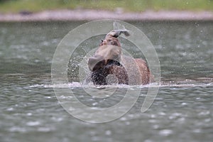 Moose Feeding in Pond in Glacier National Park in Montana,USA