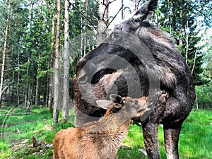 Moose female with its calf in Swedish forest