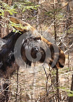Moose female portrait in the forest