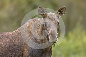 Moose female portrait with tranquil background