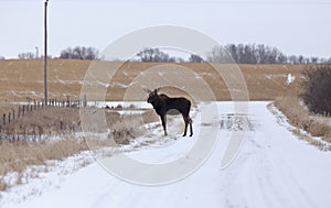 Moose in a field