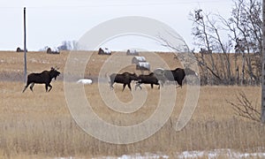 Moose in a field