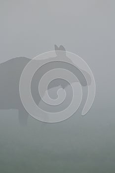 Moose in fog
