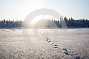 Moose footprints in the snow photo