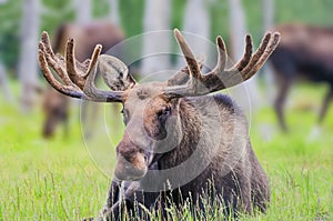 Moose with giant antlers sitting on the grass