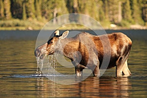 Moose at Glacier National Park photo