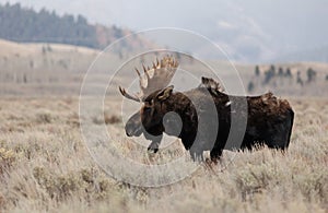 Moose in Grand Teton National Park photo