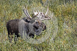 Moose in Grand Teton National Park