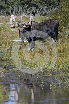 Moose in Grand Teton National Park