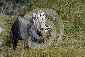 Moose in Grand Teton National Park