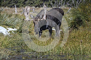 Moose in Grand Teton National Park