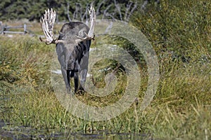 Moose in Grand Teton National Park